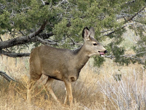 Deer