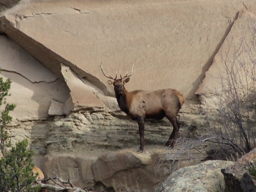 Elk