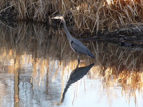 Heron