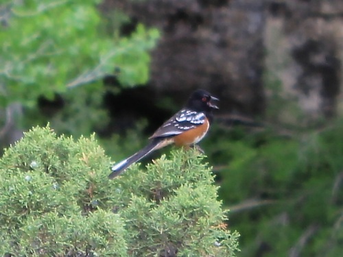 Spotted Towhee