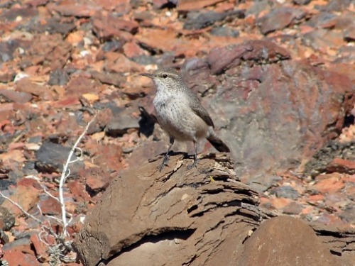 Wren