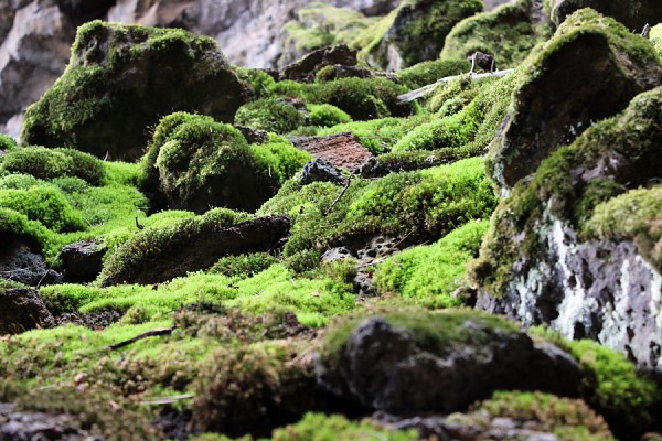 Four Windows Cave Moss Garden