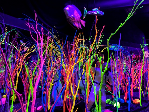 Meow Wolf