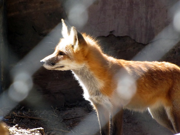 red fox