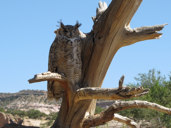 horned owl