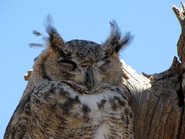 horned owl