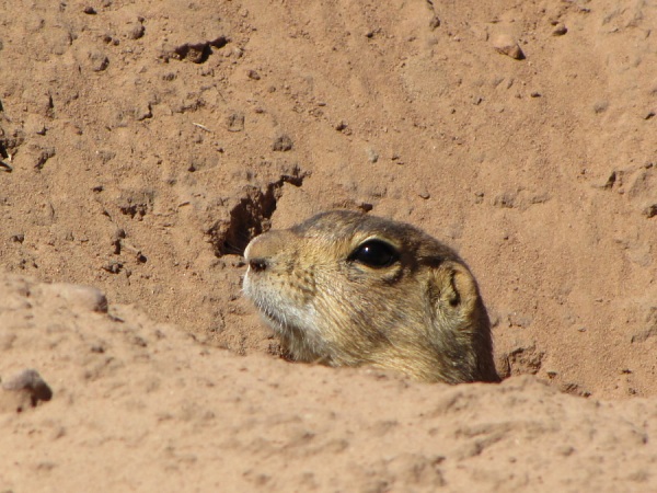 prarie dog