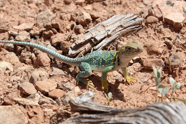 Eastern Collared Lizard