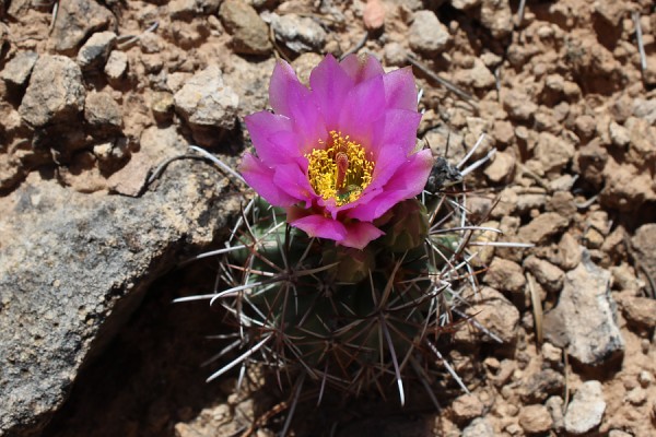 Barrel Cactus