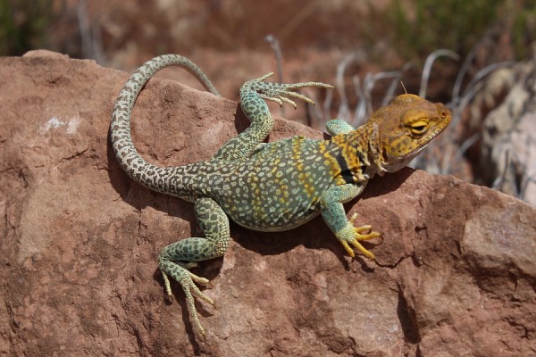 Eastern Collared Lizard