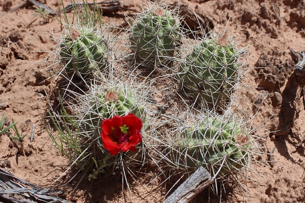 Barrel Cactus