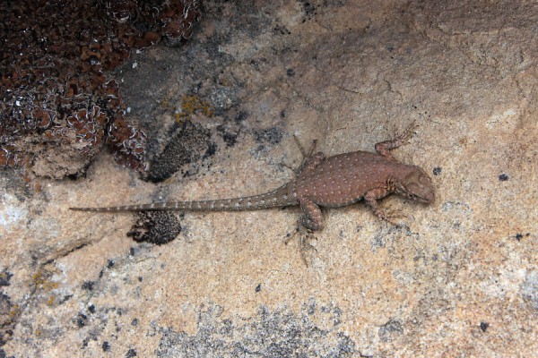 Spiny Lizard