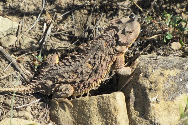 horned toad