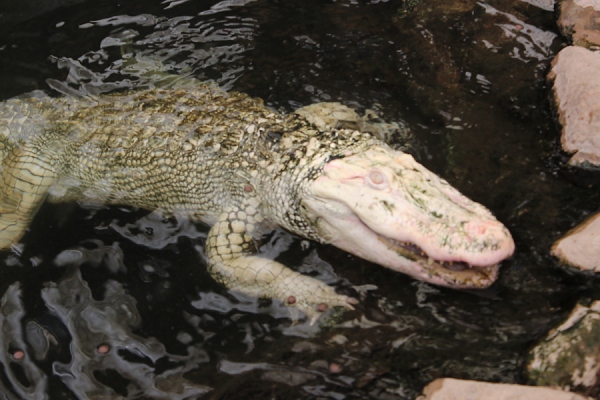 Albino Gator.