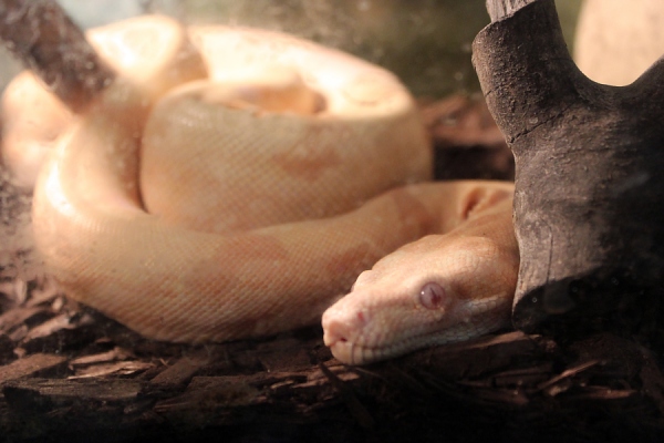 Albino Red-Tailed Boa