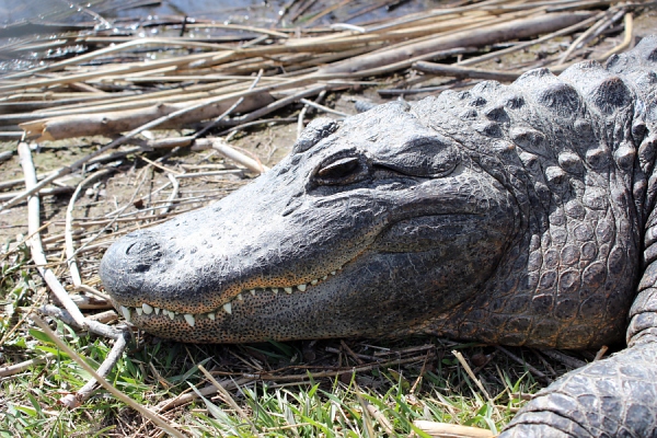 Alligator.