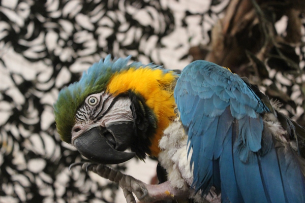 Blue Macaw