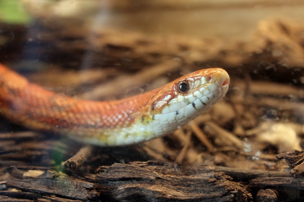 Corn Snake