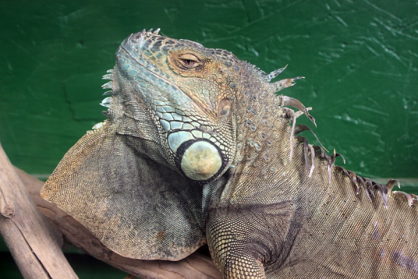 Green Iguana