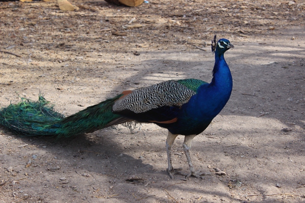 Peacock