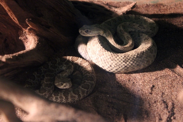 Praire Rattlesnakes
