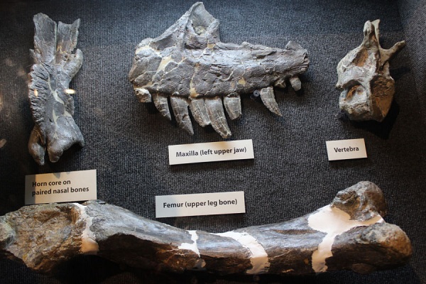 Reconstructed dinoaur fossil fragments.