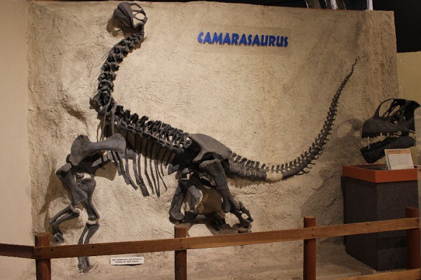 Camarasaurus