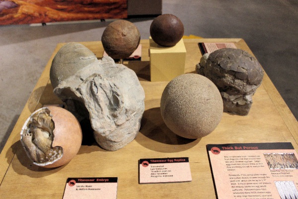 Titanosaur eggs