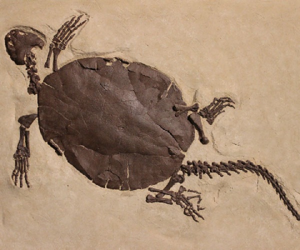 Fossilized turtle.