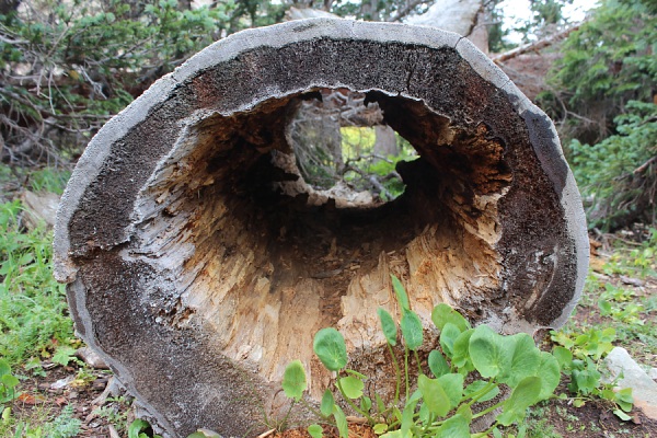 Hollowed Tree