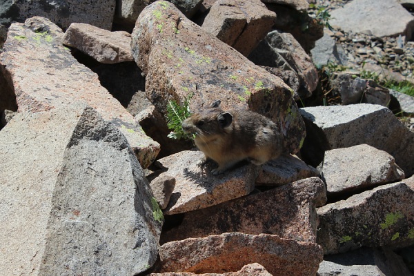 Pika