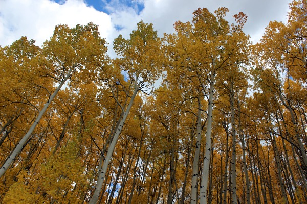 Aspens