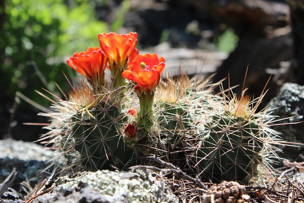 Cacti Blooming