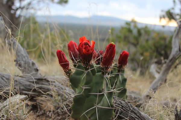 Blooming Cacti