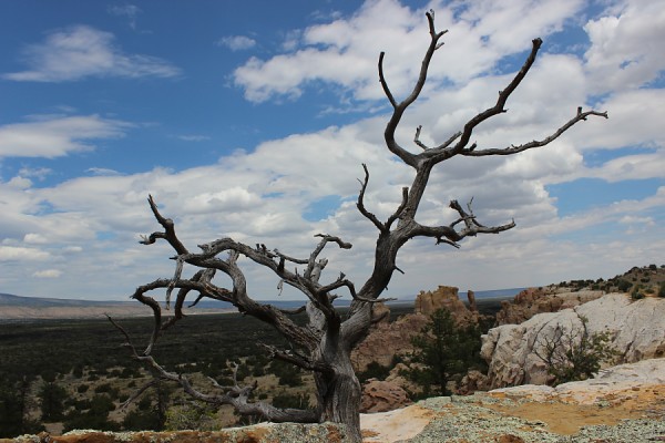 Dead Tree