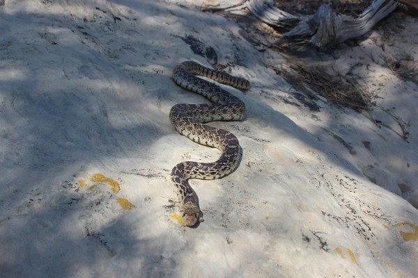 Bull Snake