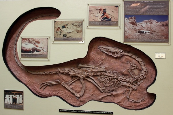 Museum of Paleontology