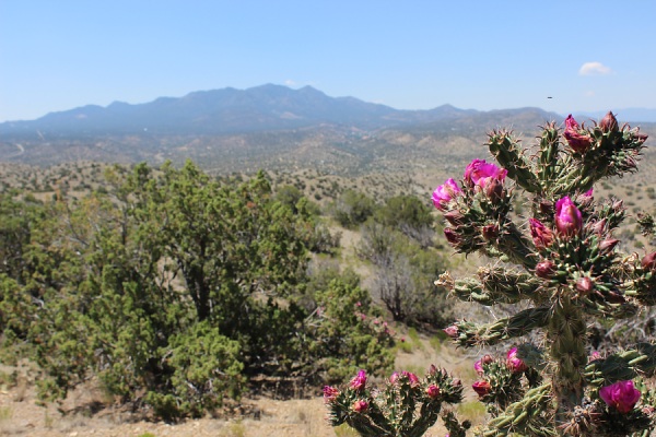 Cholla Blooming