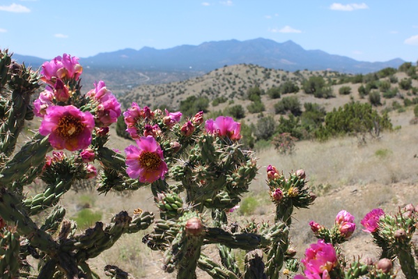 Cholla Blooming