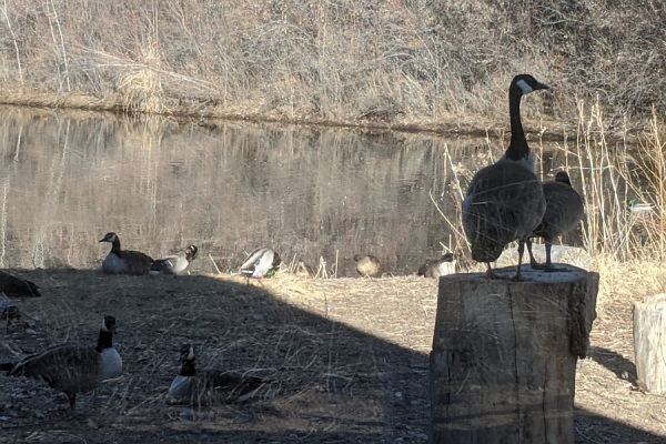 Animas River Trails