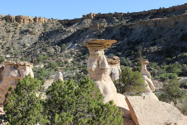 Hoodoo Pines on the Hoodoo Trail