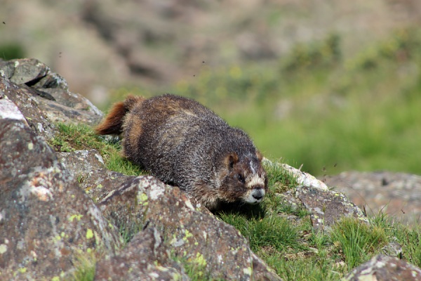 Wheeler Peak Hike