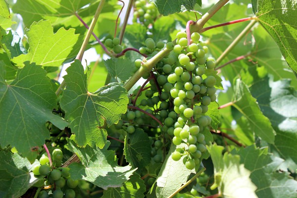 Ponderosa Valley Vineyard & Winery