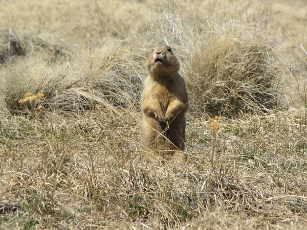 Valles Caldera