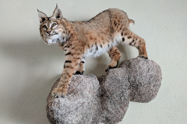 Bobcat