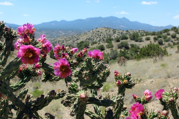 Cholla