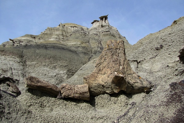 petrified wood