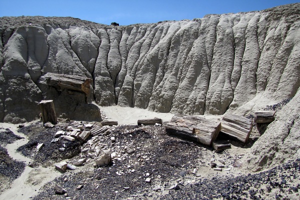 petrified wood