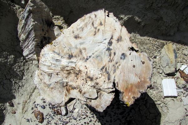 petrified wood