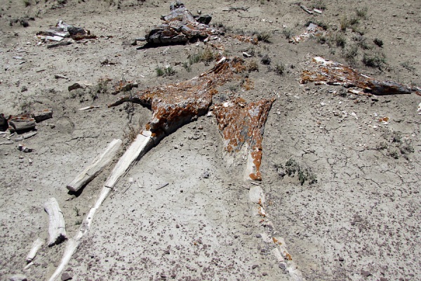 petrified wood